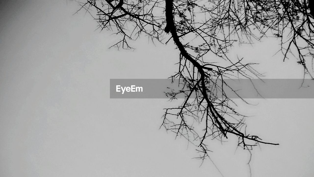 BARE TREE AGAINST SKY