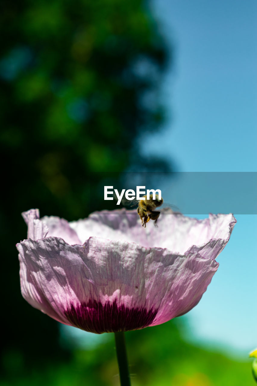 Close-up of bee pollinating on purple flower