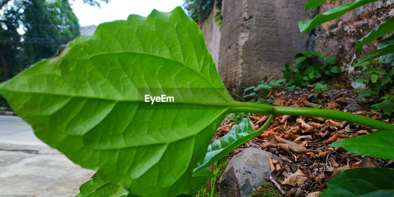 HIGH ANGLE VIEW OF LEAVES ON PLANT