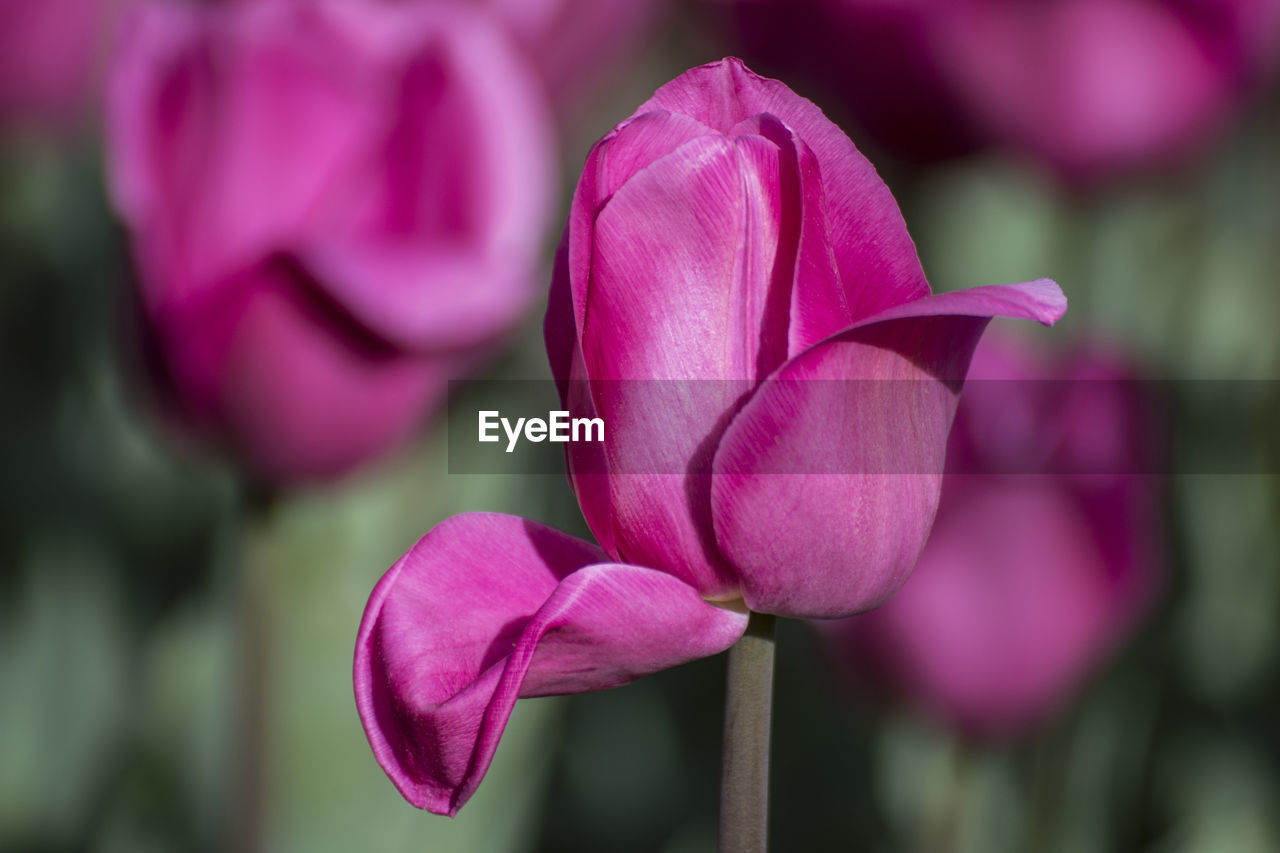 Close-up of pink rose flower