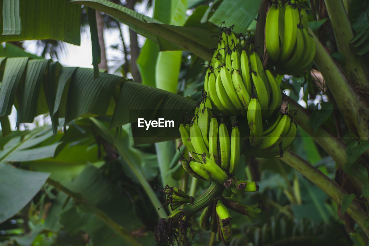 Fruits growing on plant in field