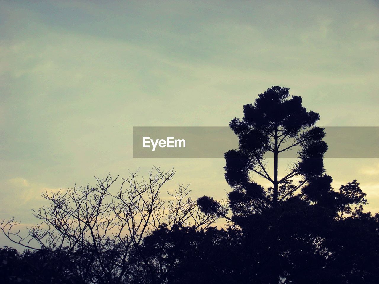 Low angle view of trees against sky