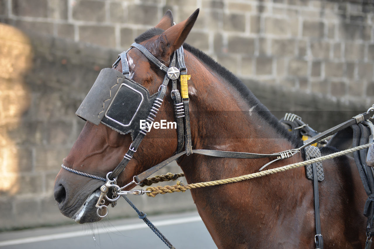 Close-up of horse wearing carriage bridle
