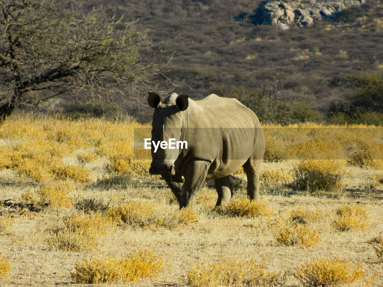 SIDE VIEW OF HORSE ON LAND