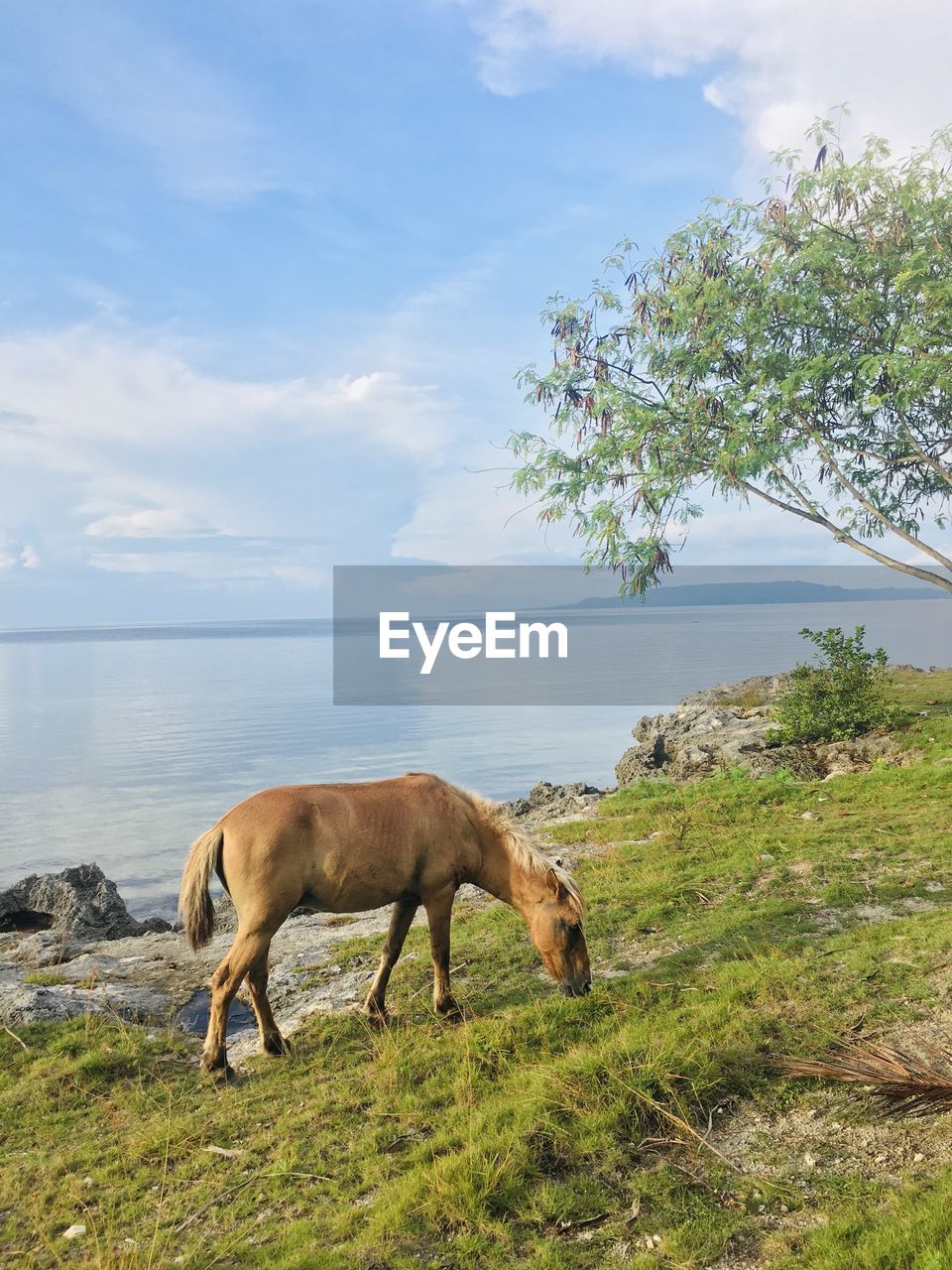 Horses grazing in a field