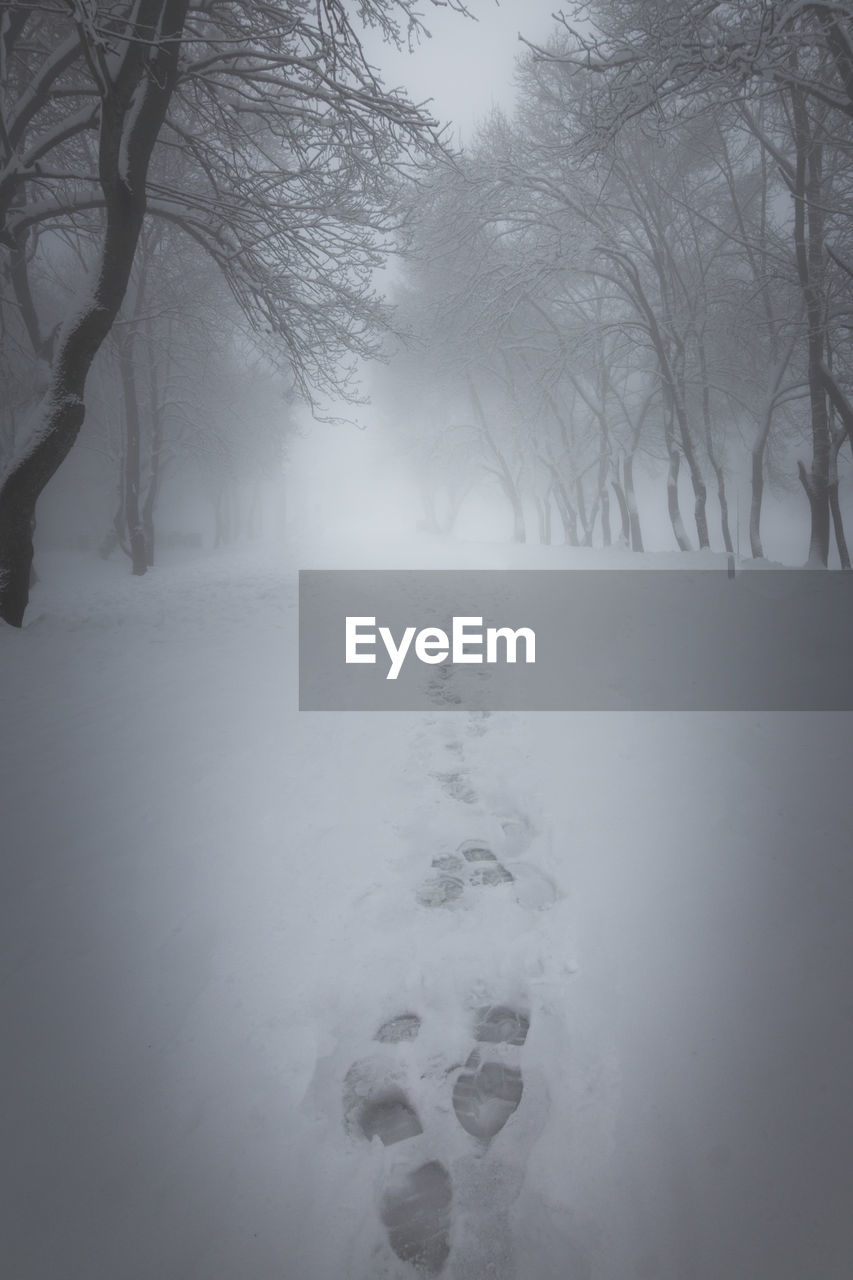 Bare trees on snow covered landscape