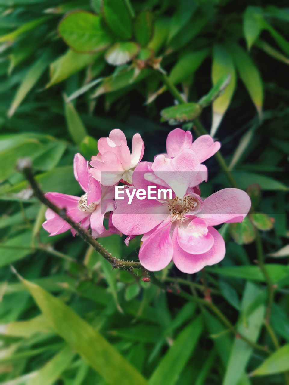 CLOSE-UP OF PINK FLOWERS