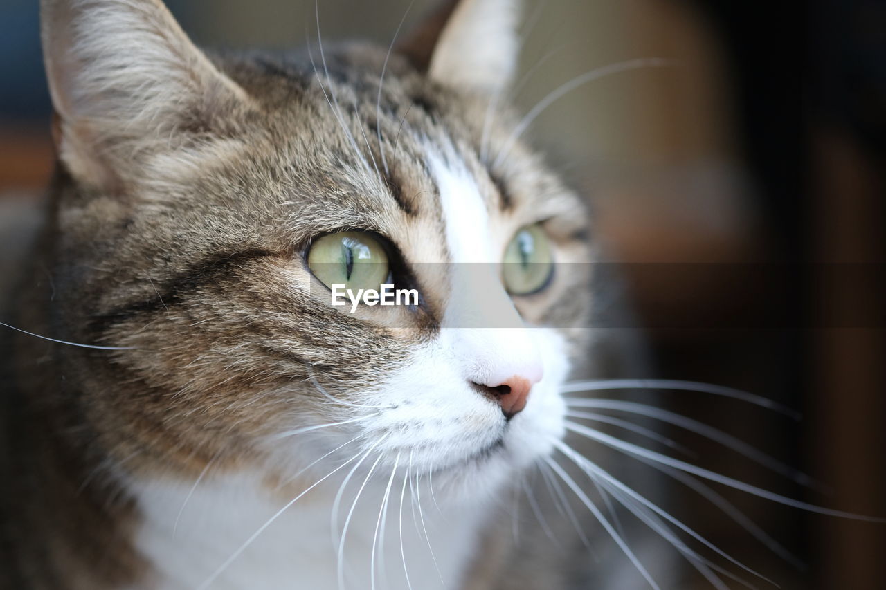 Close-up portrait of a cat