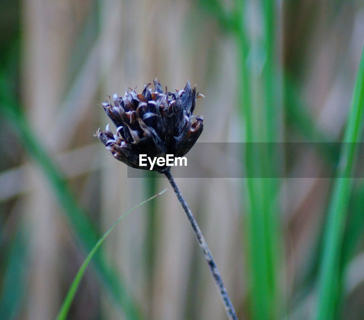 Close-up of wilted flower on field