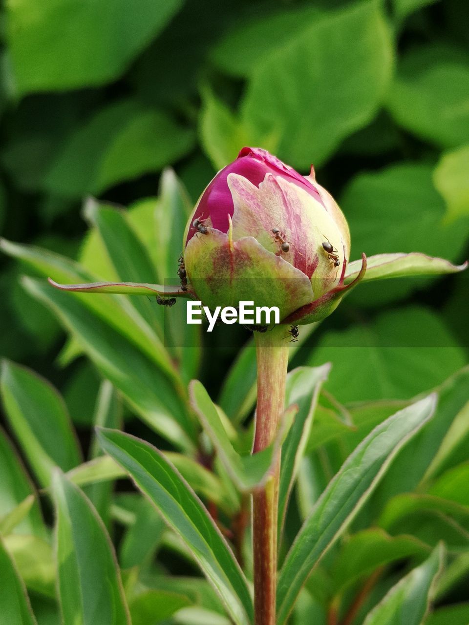 Close-up of pink flower bud growing on plant