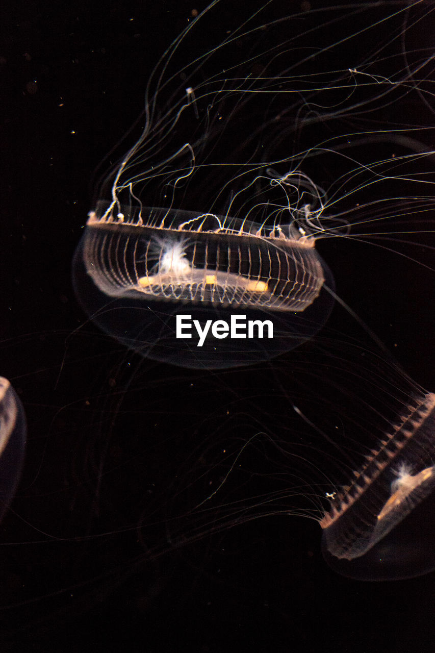 CLOSE-UP OF JELLYFISH SWIMMING IN SEA AGAINST STAR BACKGROUND