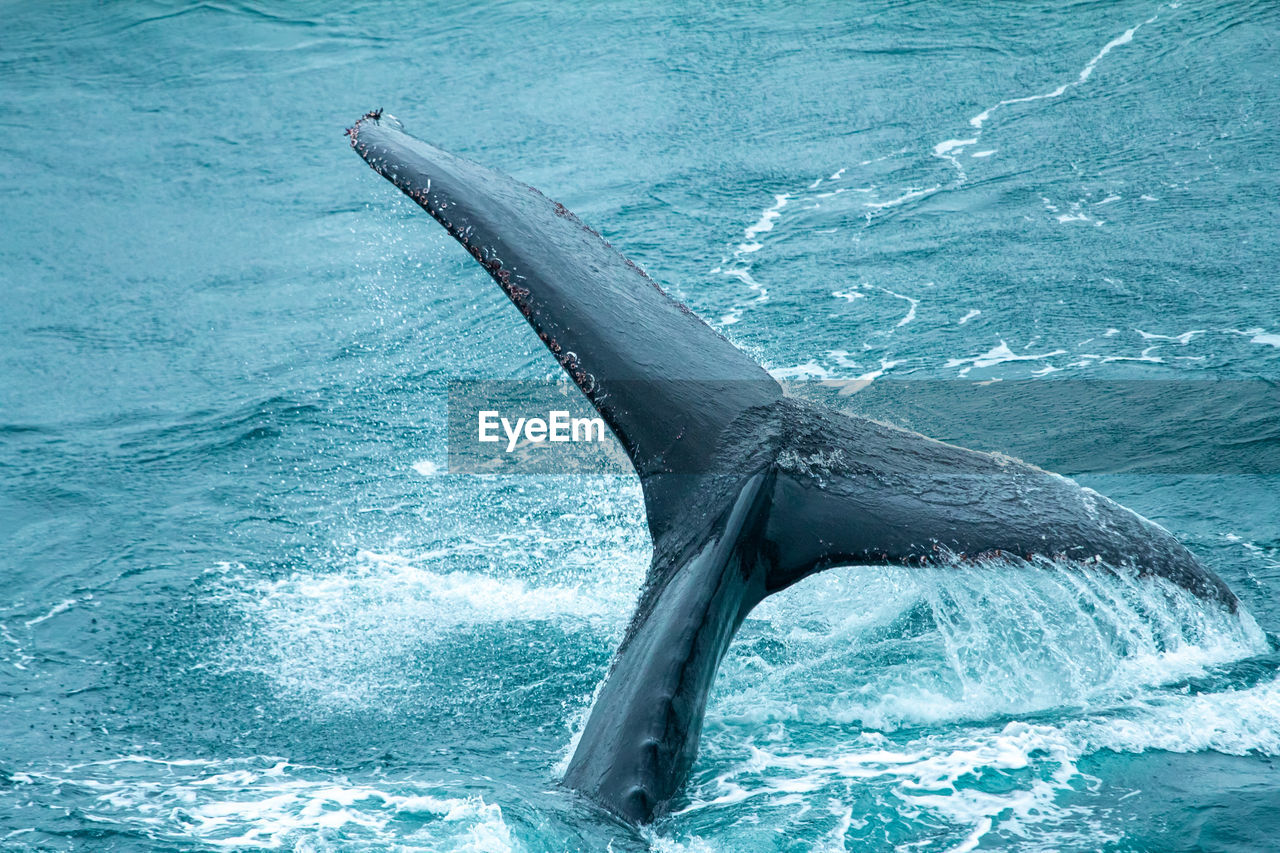 VIEW OF AN ANIMAL SWIMMING IN SEA