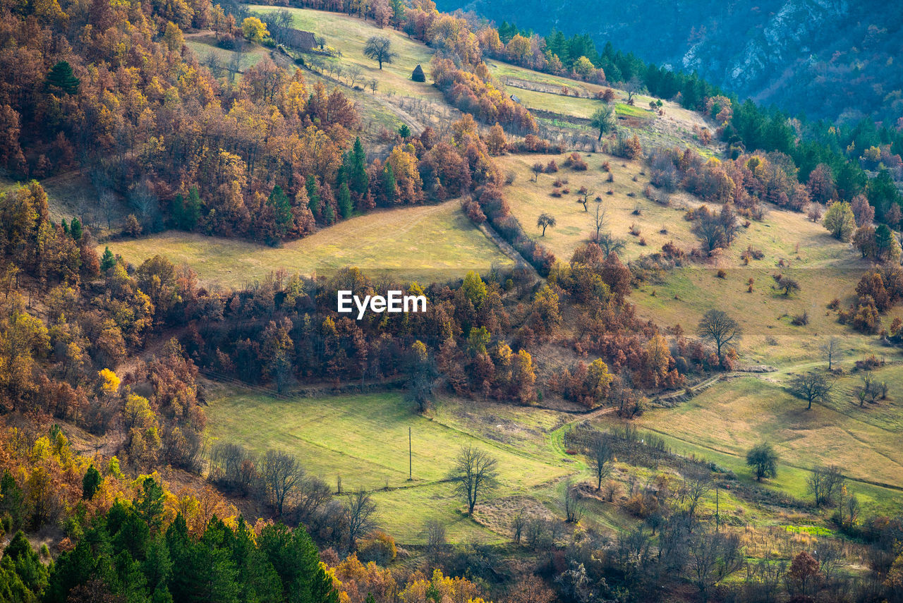 high angle view of trees on mountain