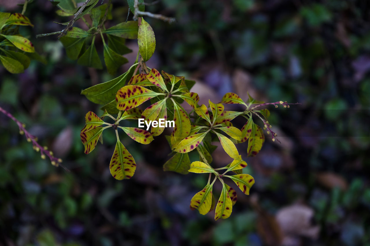 Close-up high angle view of green leaves