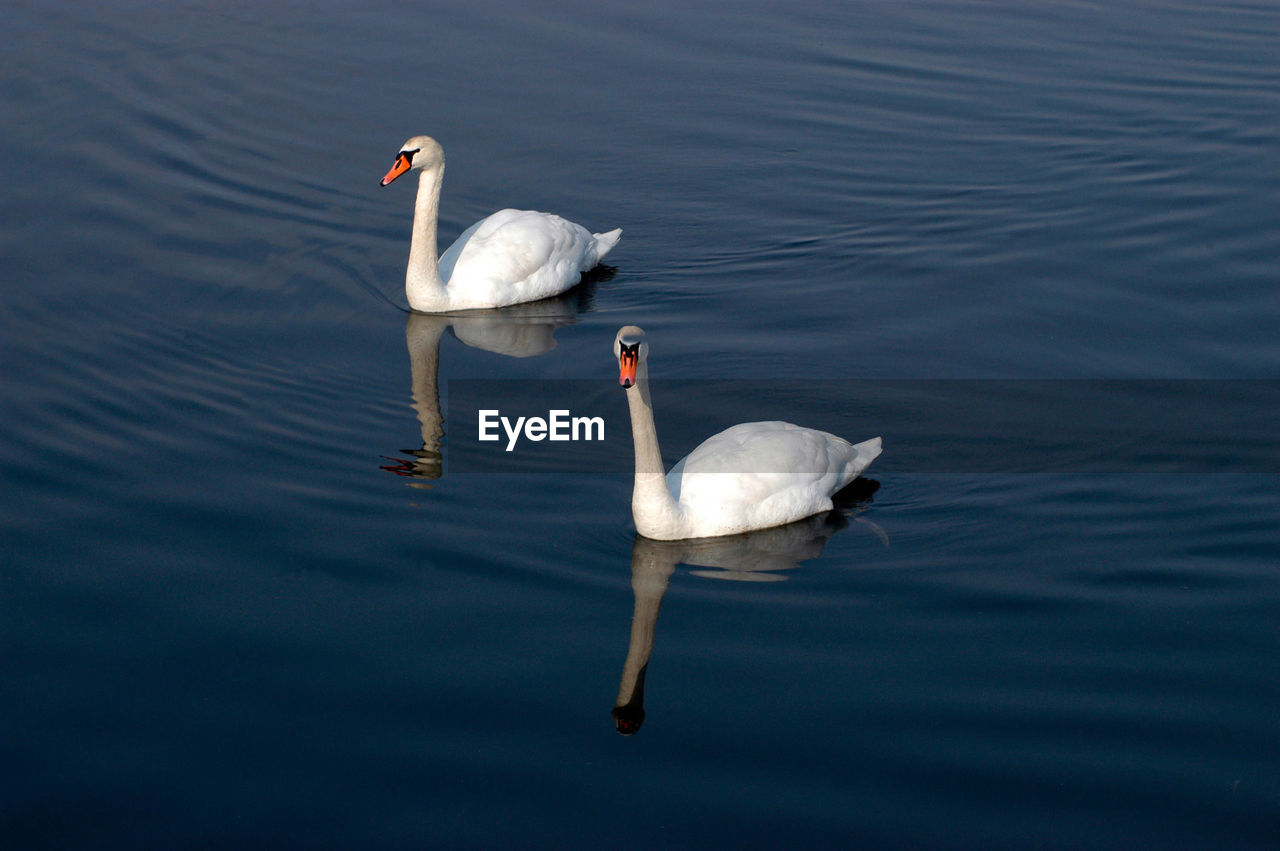 Swans swimming in a river, deep blue water, reflections, sunny day