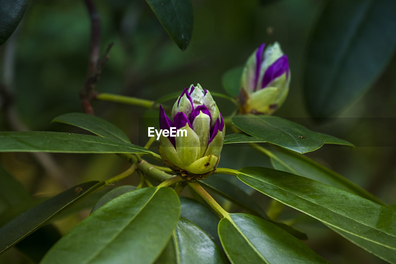 Close-up of purple flowering plant