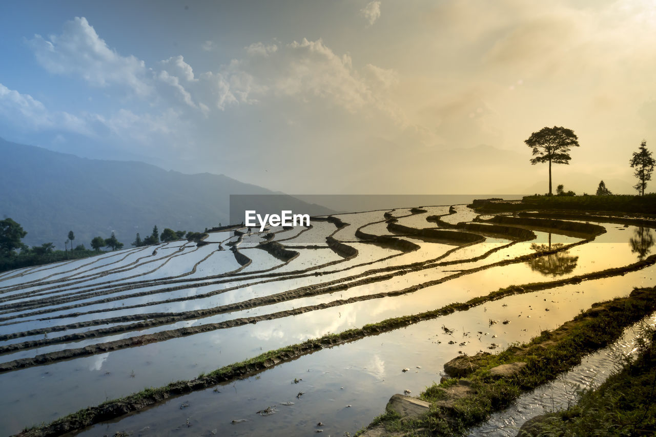 PANORAMIC SHOT OF RICE PADDY AGAINST SKY