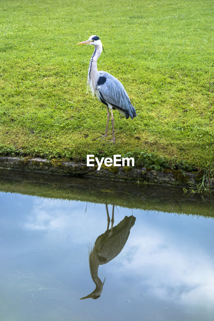 BIRDS ON LAKE