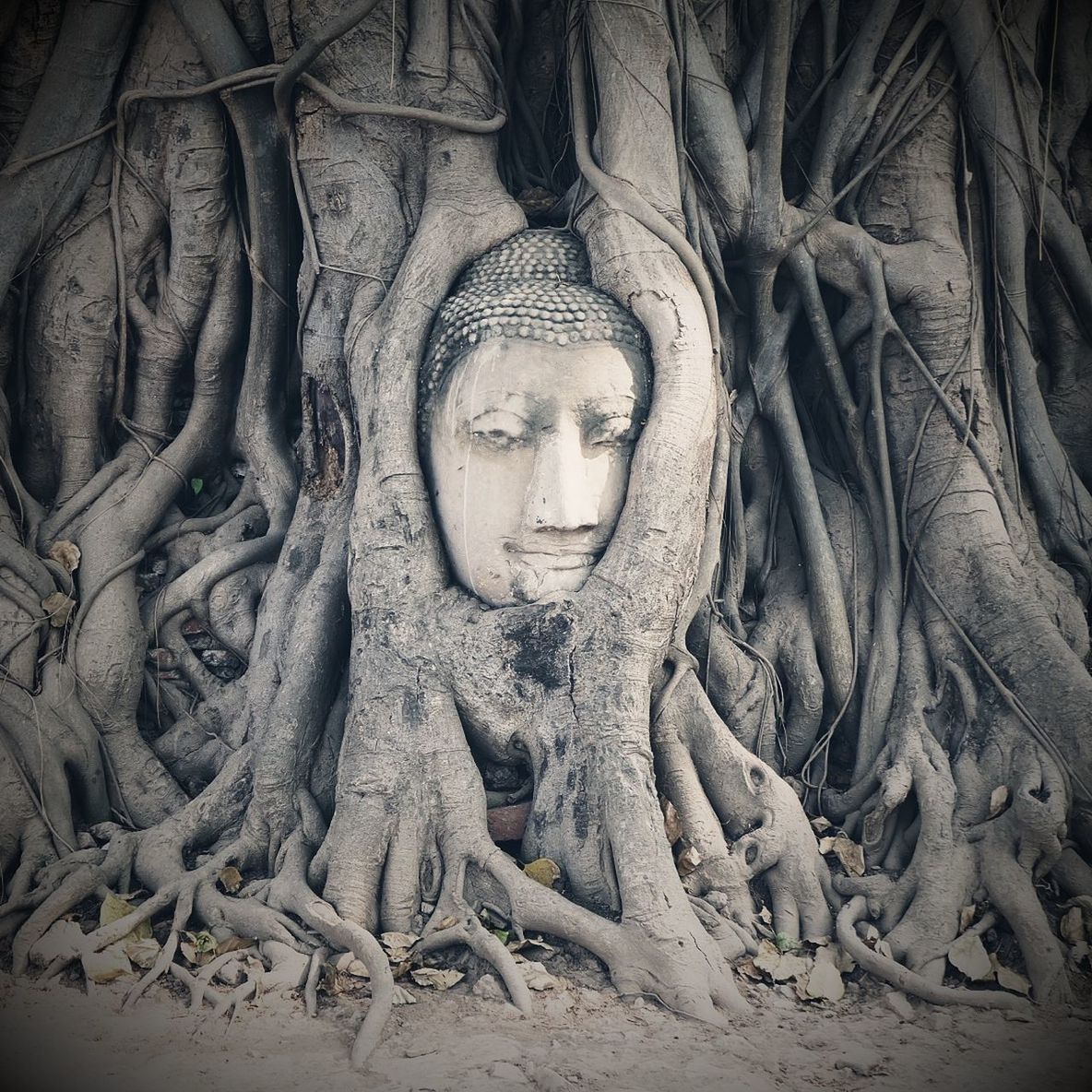 Buddha statue entwined in roots of ancient fig tree at wat mahathat