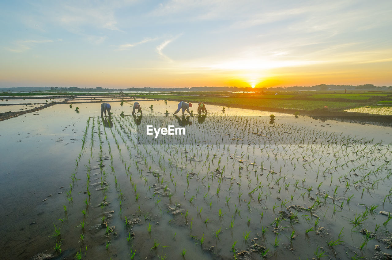 Scenic view of agricultural field against sky during sunrise