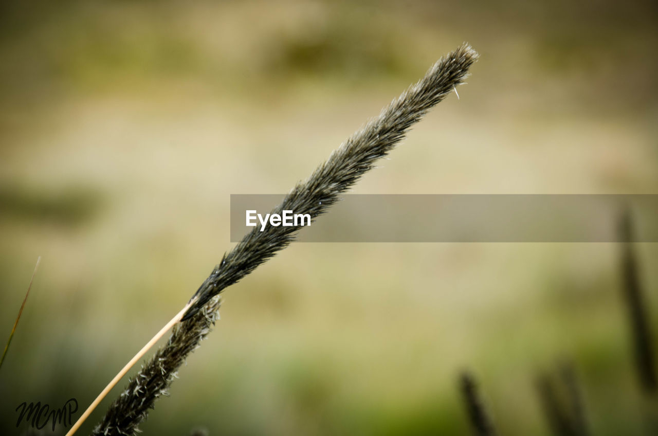 CLOSE UP OF GRASS OUTDOORS