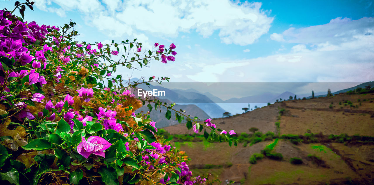 PINK FLOWERING PLANTS ON FIELD