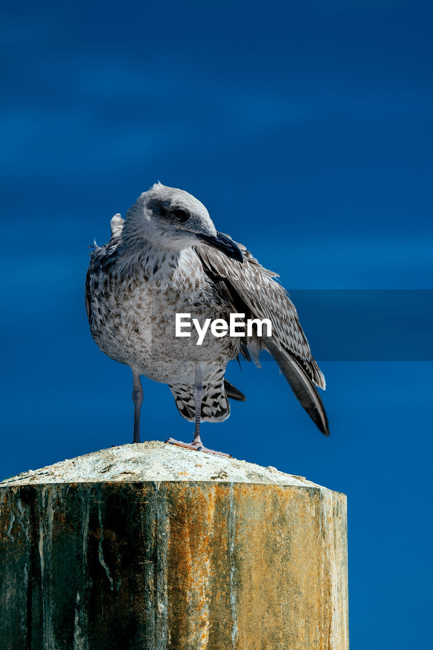 Close-up of seagull perching on wooden post