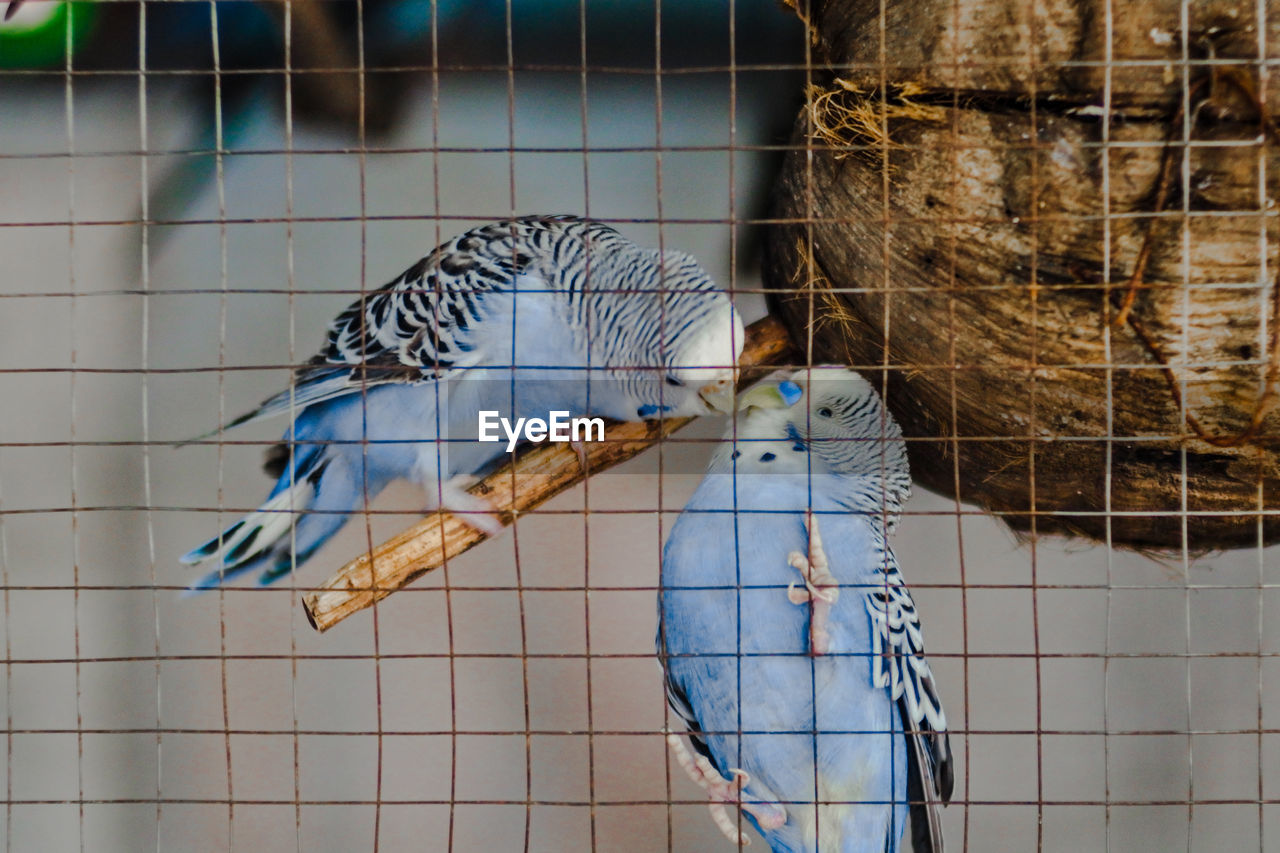 Close-up of parrot in cage