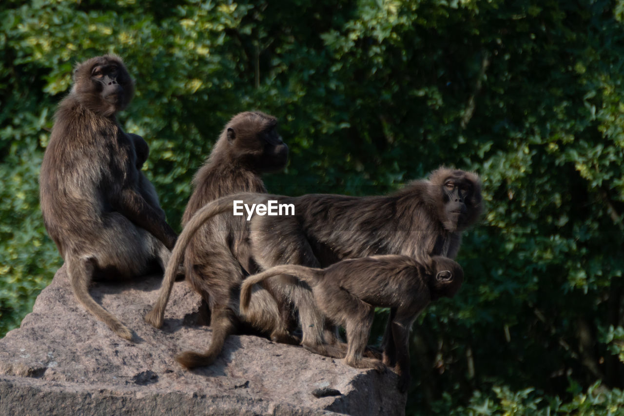 MONKEY SITTING ON ROCK