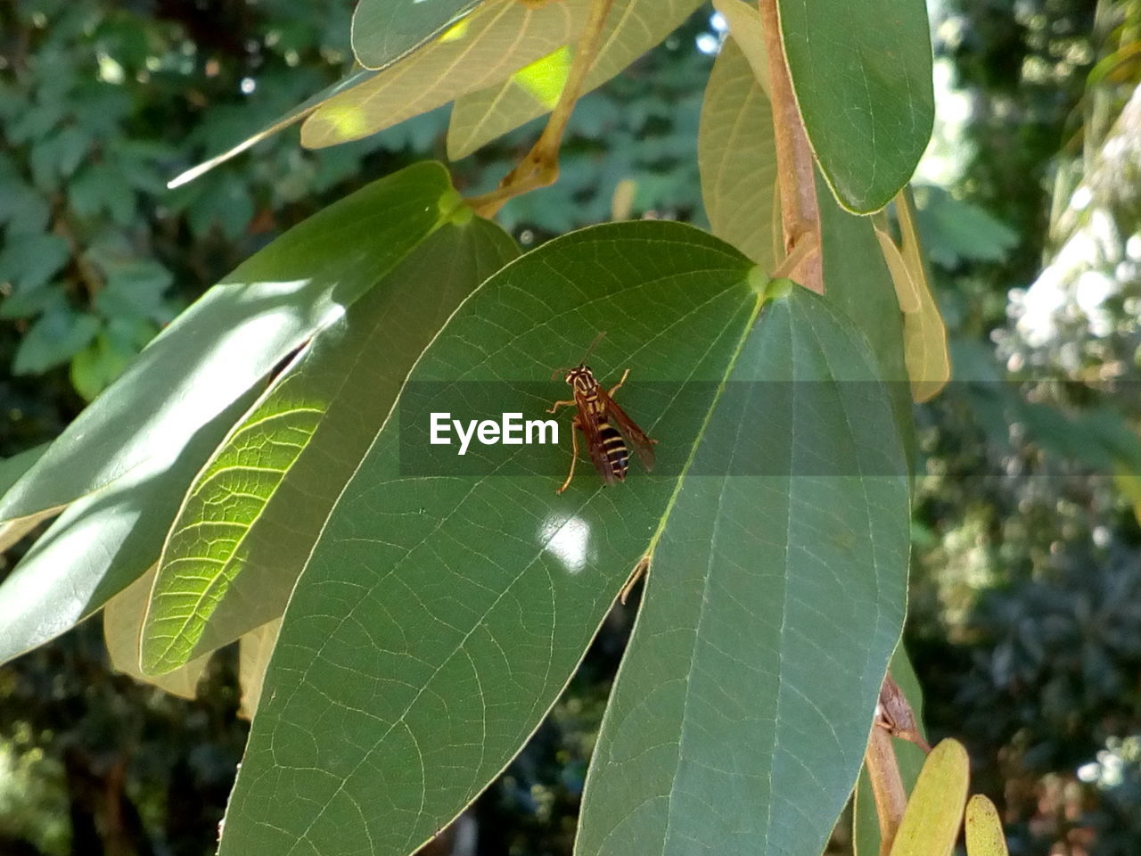 CLOSE-UP OF GREEN SPIDER WEB ON LEAF