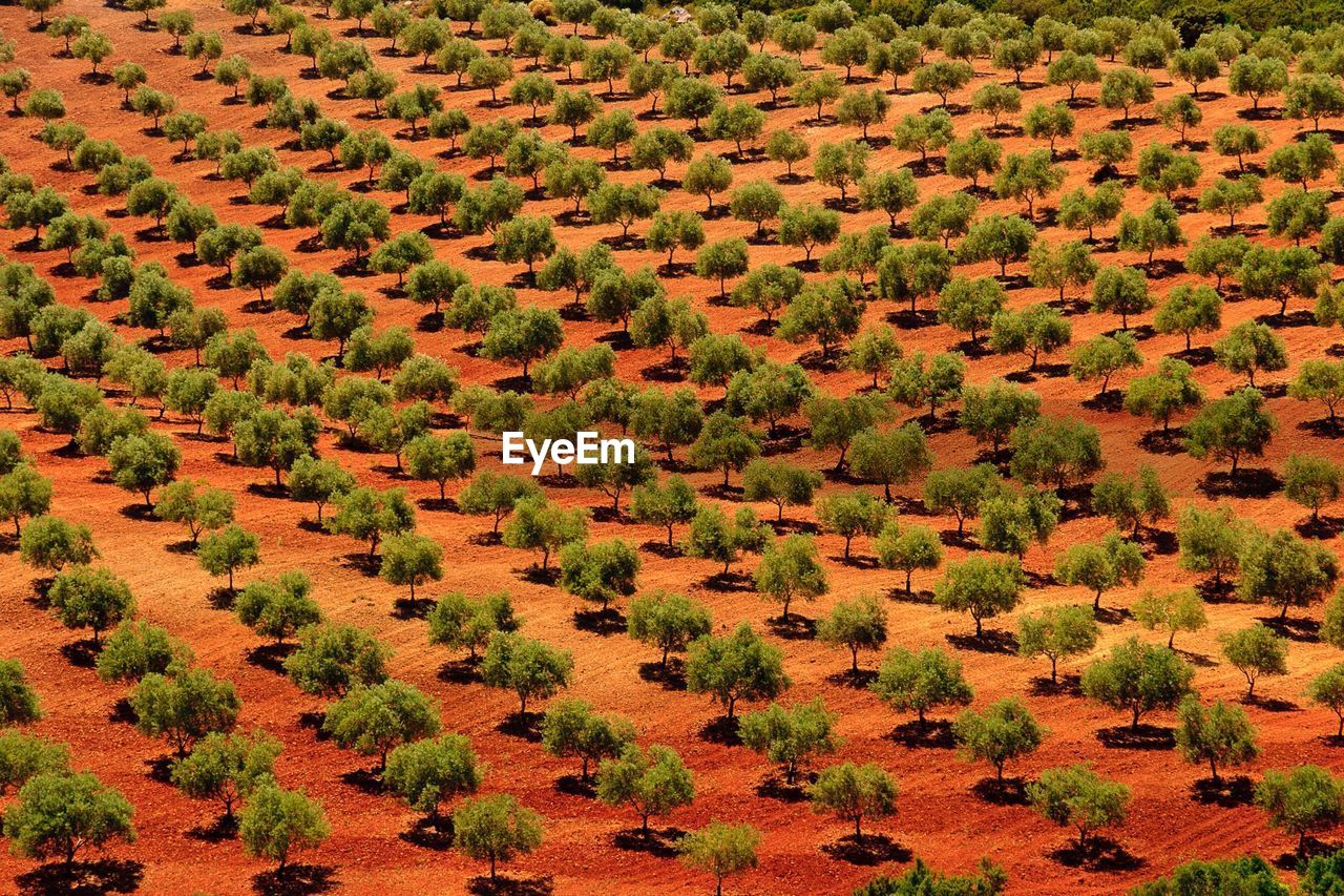 High angle view of trees on landscape