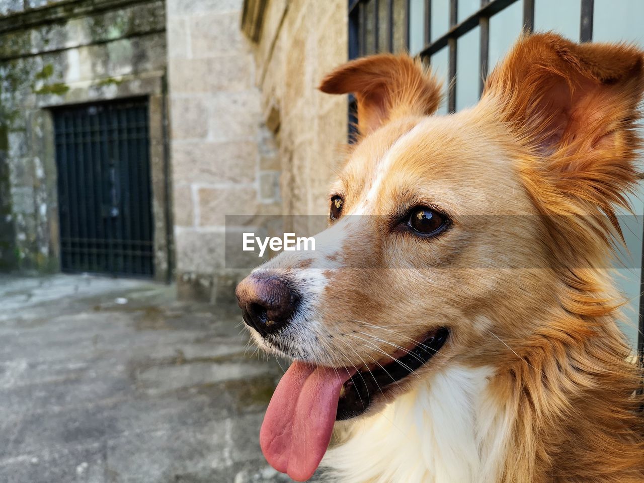 Close-up of dog looking away