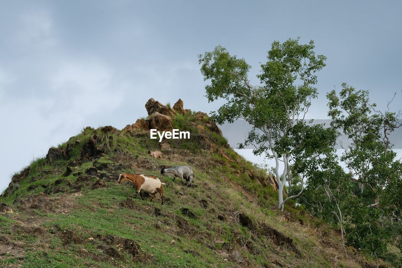 Goat in hiking trail at the cristo rei of dili hills. portrait of domestic goats in timor leste.