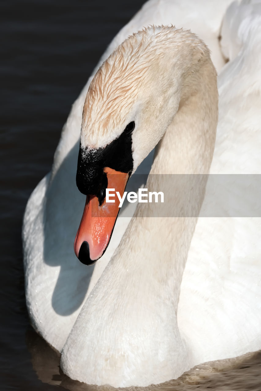 Close-up of a mute swan