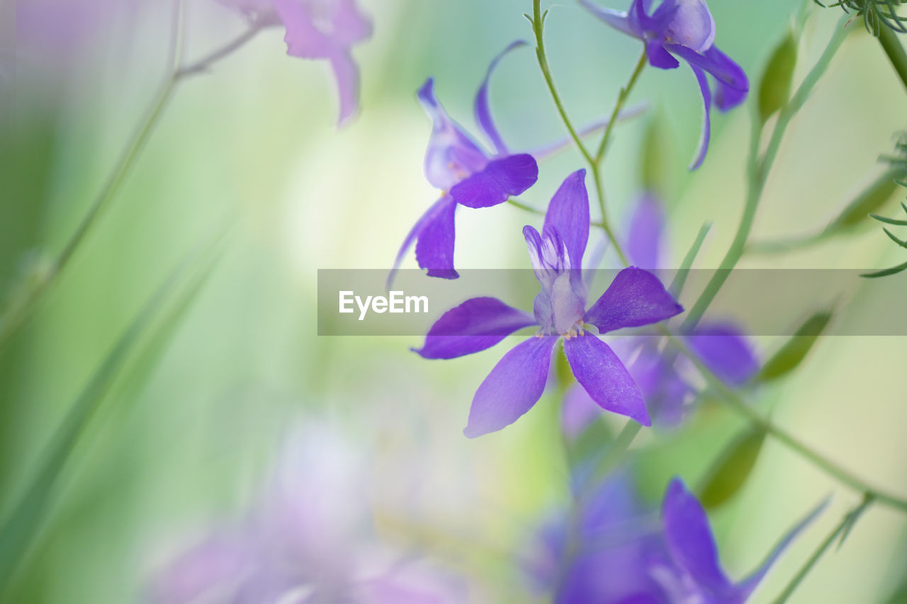 Close-up of purple flowering plant