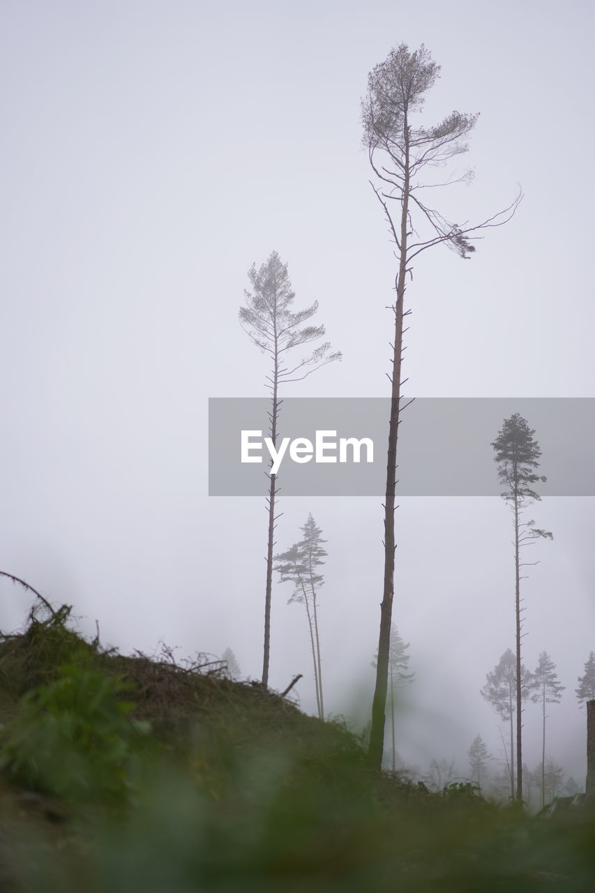 Trees on field against sky