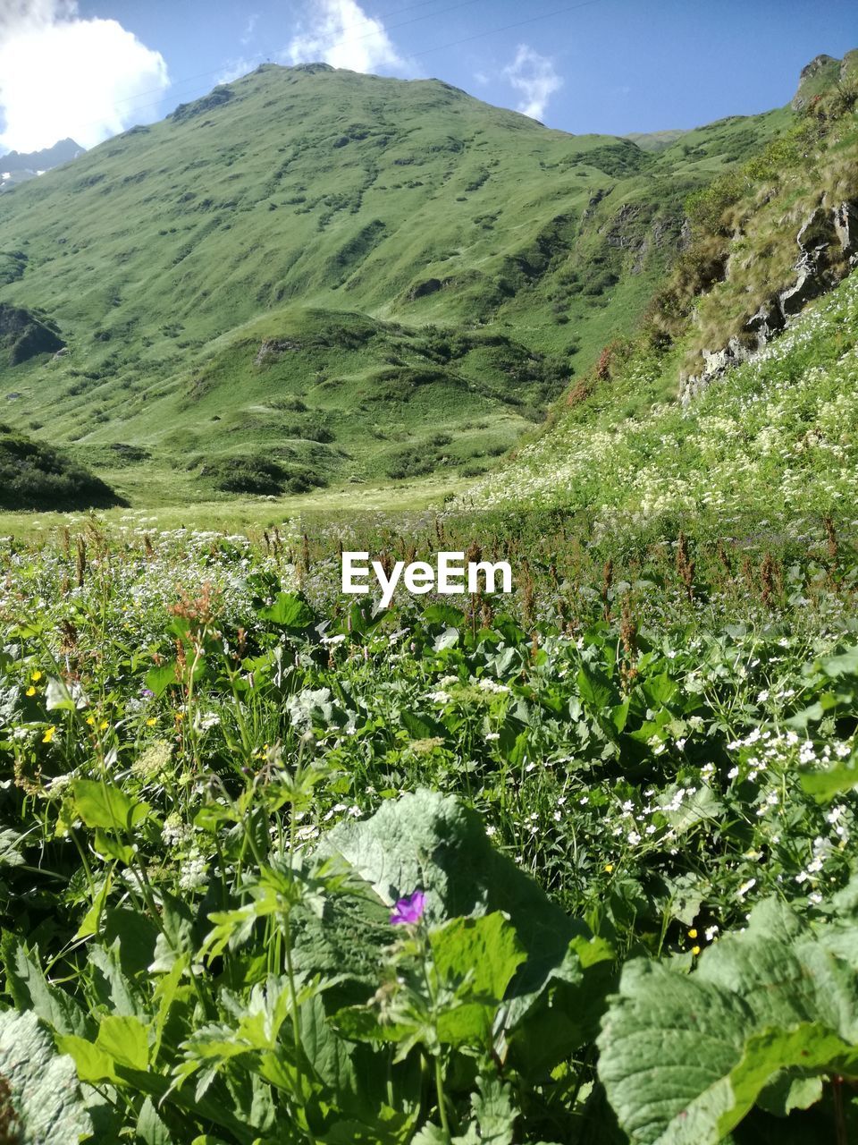 Scenic view of flowering plants on field against sky