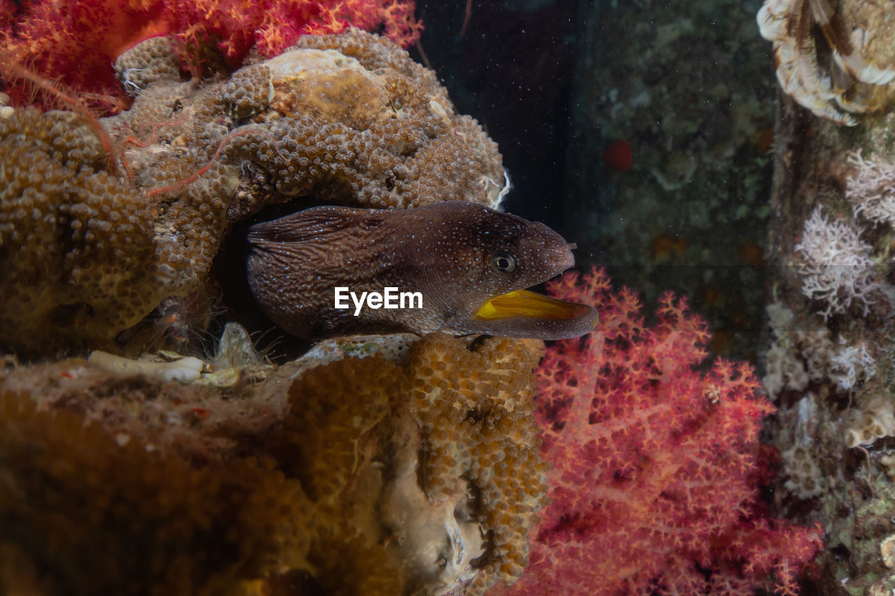 Moray eel mooray lycodontis undulatus in the red sea, eilat israel