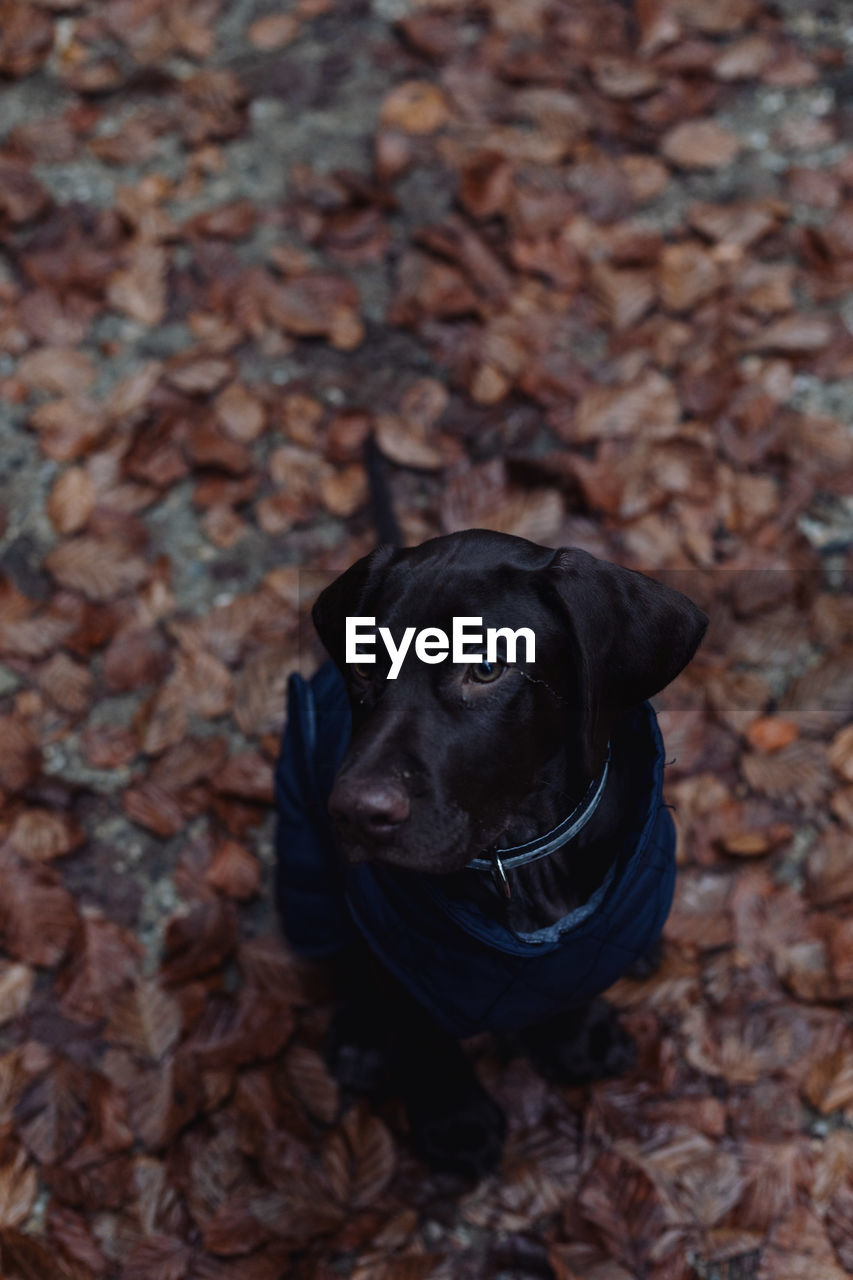 HIGH ANGLE VIEW OF DOG ON FIELD