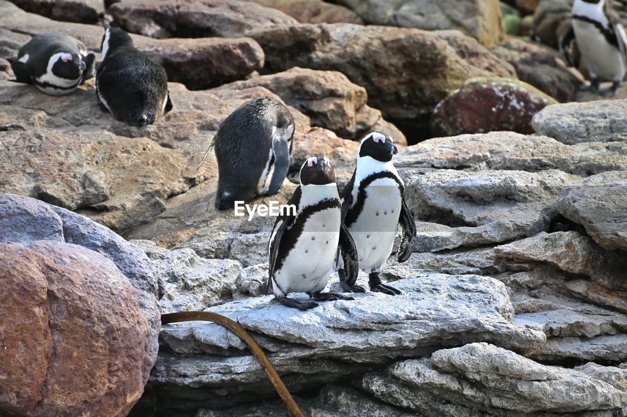bird, animal themes, rock, animal, penguin, wildlife, animal wildlife, group of animals, nature, zoo, no people, water, day, beach, land, outdoors, sea, colony, full length