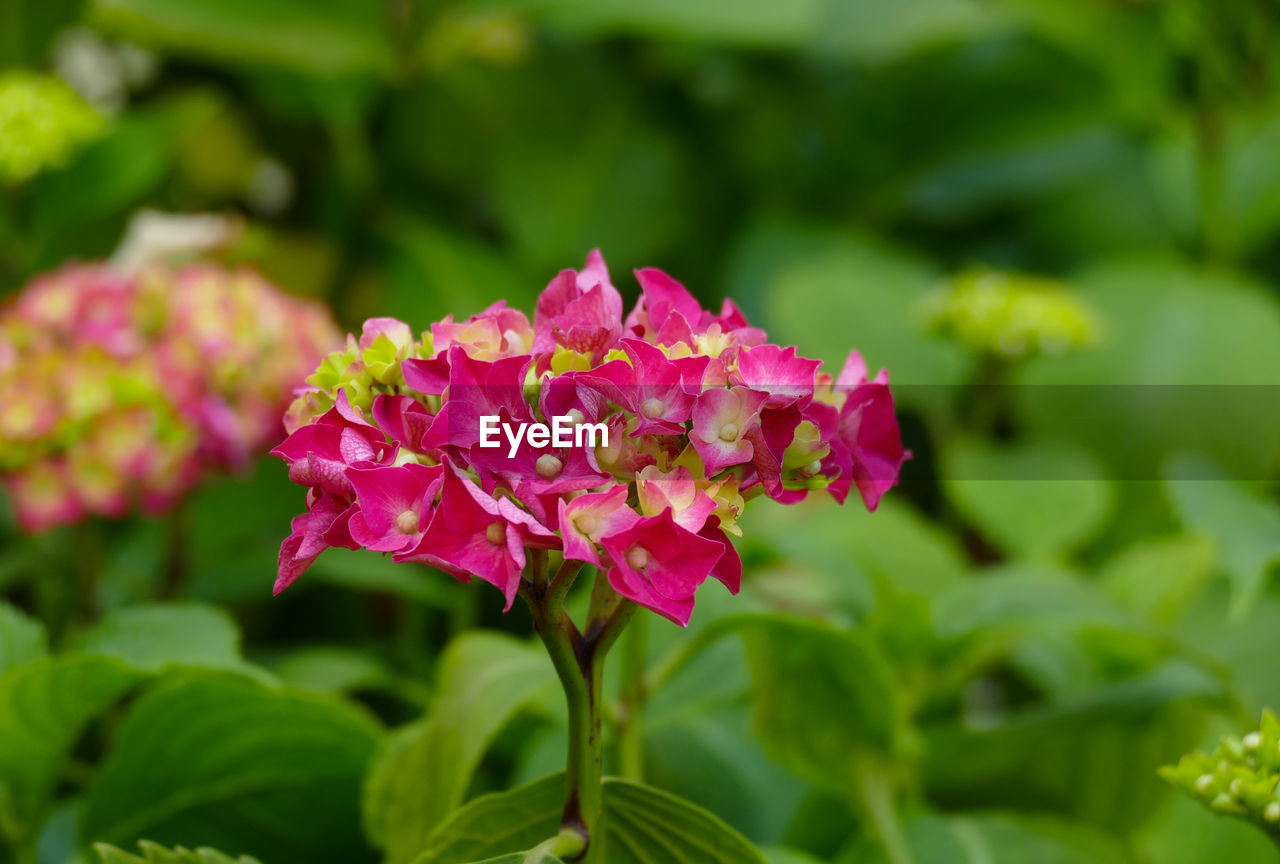 CLOSE-UP OF PINK FLOWER PLANT