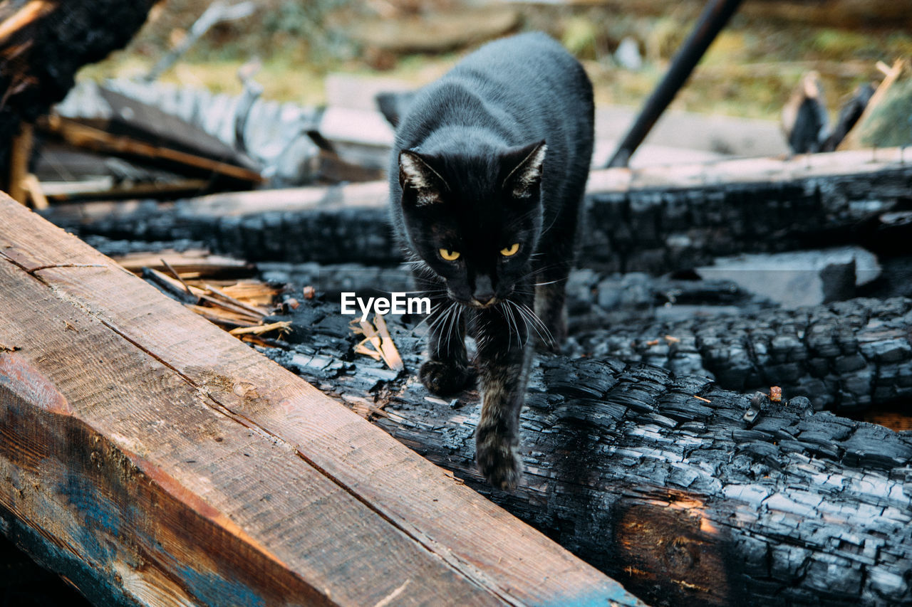 Black cat walking on burnt wood