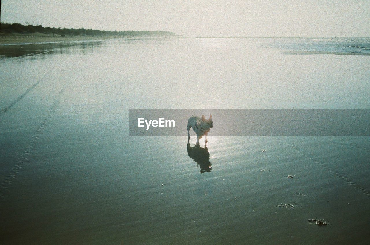 High angle view of dog on beach