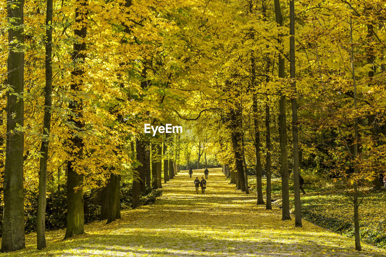 Trees in park during autumn