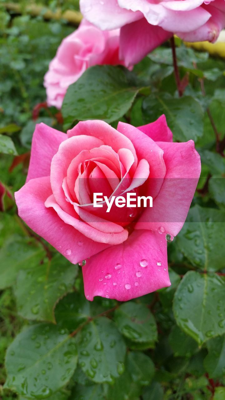 CLOSE-UP OF PINK ROSE FLOWER