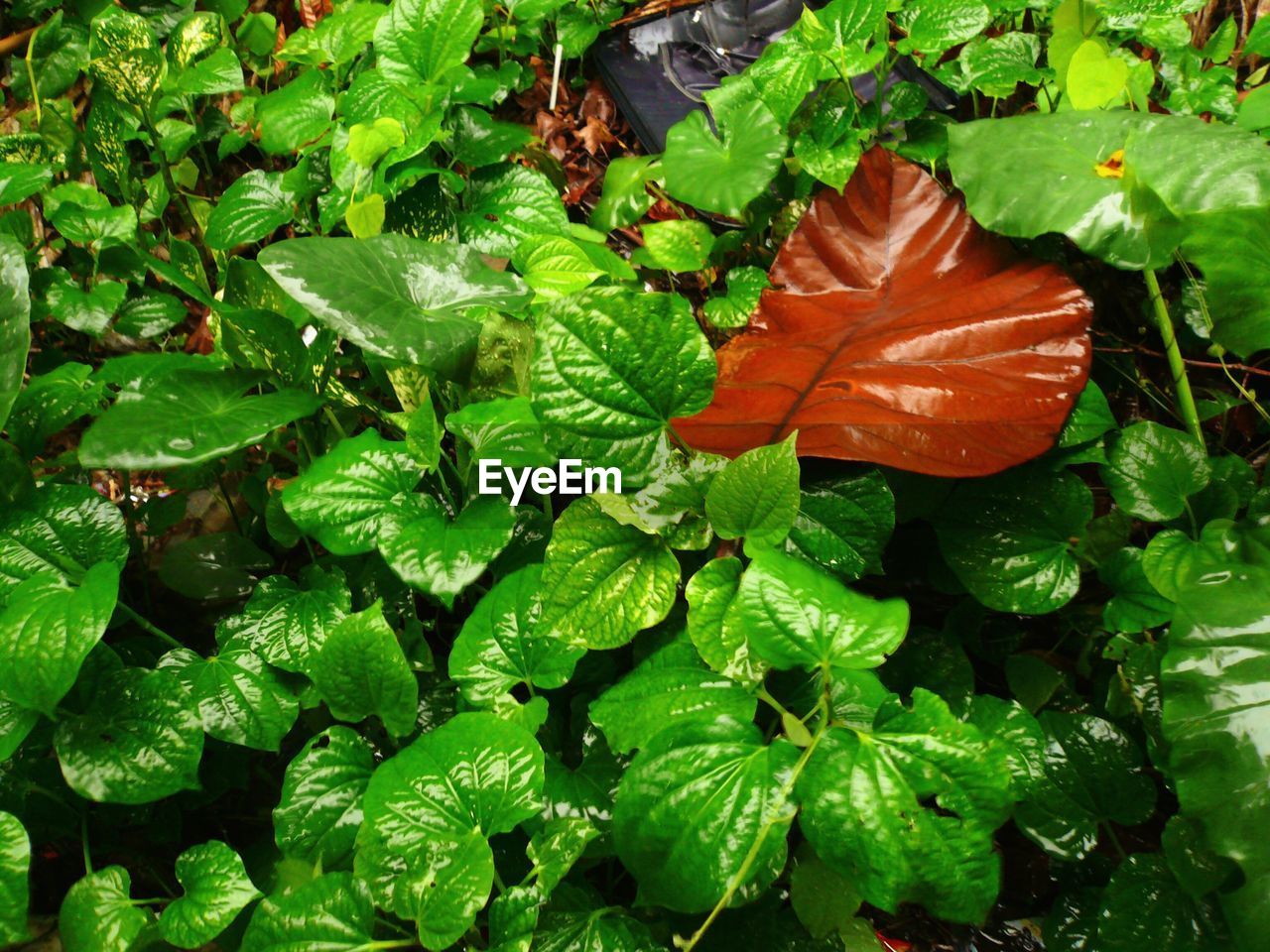 CLOSE-UP OF MAPLE LEAVES WITH WATER DROPS