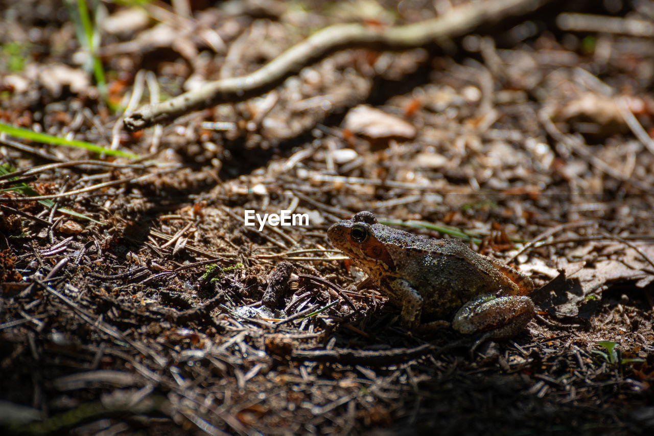 CLOSE-UP OF FROG ON LAND