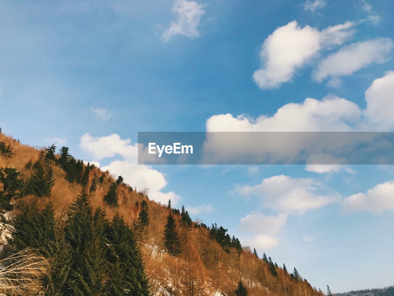 LOW ANGLE VIEW OF TREES AND MOUNTAIN AGAINST SKY