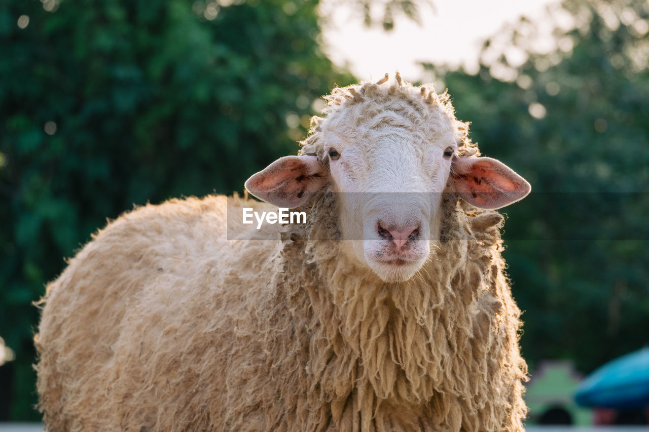 CLOSE-UP PORTRAIT OF A ANIMAL