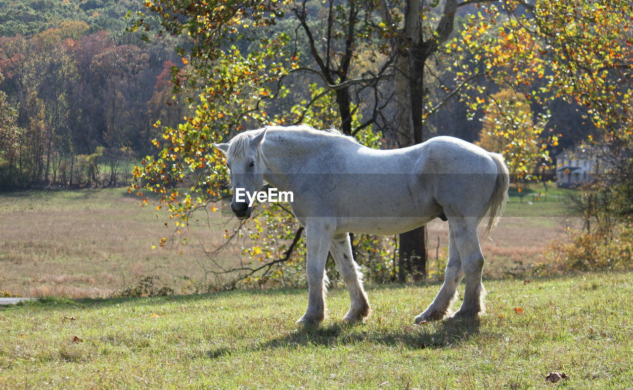 Horse standing on field during autumn